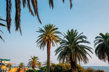 Jeju Adası, Kore 'de Jungmun Saekdal Plajı tropikal palmiye ağaçları