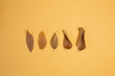 Turuncu arka planda sonbahar kuru yaprakları. düz alan, üst görünüm, kopyala boşluk