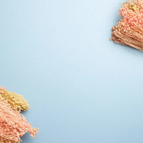 stock image Pink dry flowers frame on blue background. top view, copy space