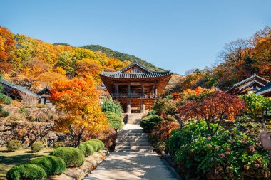 Yeongju, Kore 'deki Buseoksa Tapınağı' nın Sonbaharı
