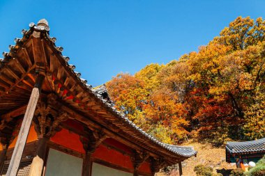Yeongju, Kore 'deki Buseoksa Tapınağı' nın Sonbaharı