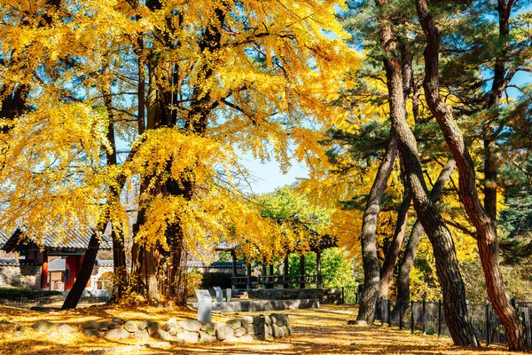 Autumn Sosuseowon Confucian Academy Yeongju Korea — Zdjęcie stockowe