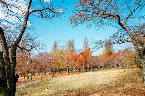 Осінній Пейзаж Храму Булгукса Кьонджу Корея — стокове фото