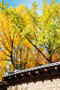 Deoksugung Seul, Kore 'de sonbahar yaprakları ile engelli duvar geçidi