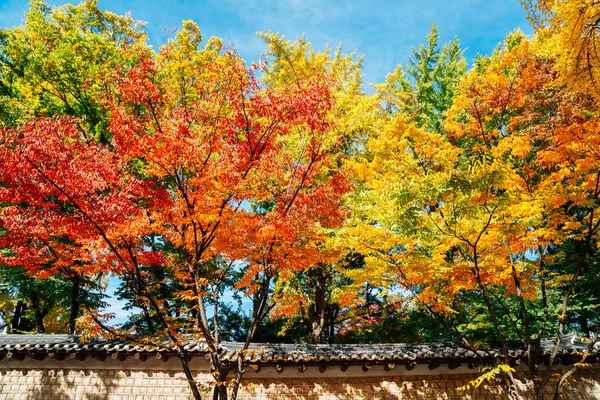 Deoksugung Steinmauer Gehweg Mit Herbstblättern Seoul Korea — Stockfoto