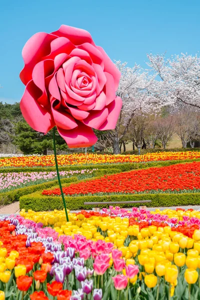 Ulsan, Kore - 5 Nisan 2024: Kiraz Çiçeği ile İlkbahar Lale Parkı