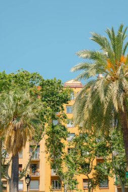 İspanya, Barselona 'da palmiye ağacı olan sarı apartman.