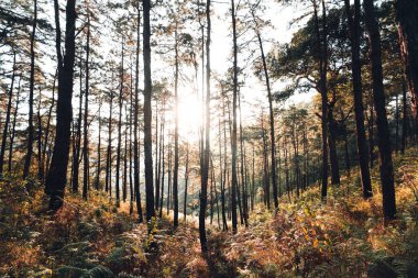 Ormanda, akşamları sıcak ışığı olan ağaçlar. Orman.