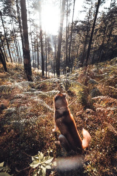 森の中の犬 夕方には暖かい光の木 — ストック写真