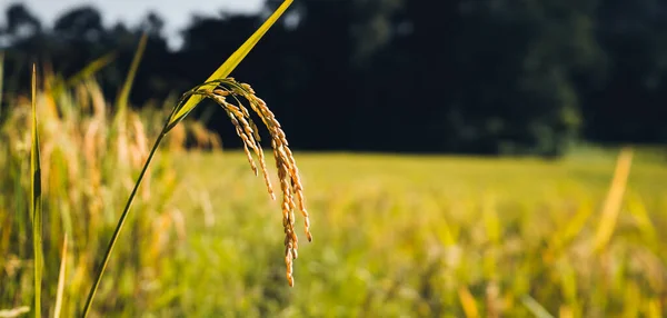 Natural rice fields in the countryside before harvest Golden evening light