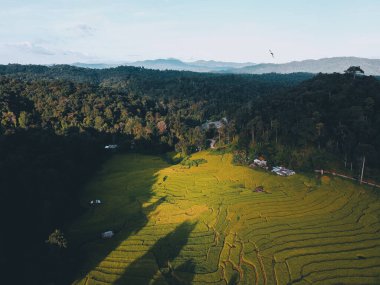 Hasattan önce kırsal alanda doğal pirinç tarlaları. Altın akşam ışığı.