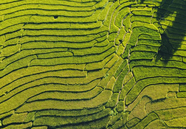 Natural rice fields in the countryside before harvest Golden evening light