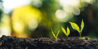 Toprakta filizlenen ağaç fidanı, bahçede büyüyen bitki tohumu merdiven konsepti ve güneş ışığı