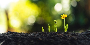 Toprakta filizlenen ağaç fidanı, bahçede büyüyen bitki tohumu merdiven konsepti ve güneş ışığı