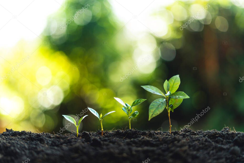 tree sapling planting sprout in soil,plant seeding growing step concept in garden and sunlight