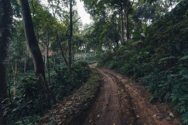 Ormana giden toprak yol yağmur sonrası kara yeşil ağaç sisi, ormana giden yol.