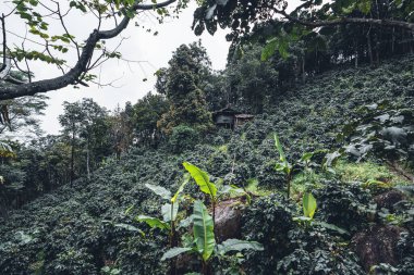 Asya 'da büyük bir ağacın altındaki Arap kahve tarlası Koyu yeşil kahve bitkisi