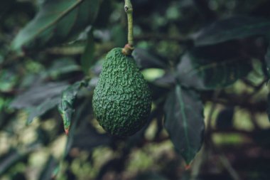 Avokado, Avokado 'nun yeşil bahçesindeki bir ağaçtan.