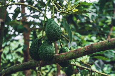 Avokado, Avokado 'nun yeşil bahçesindeki bir ağaçtan.