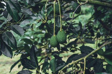 Avokado, Avokado 'nun yeşil bahçesindeki bir ağaçtan.