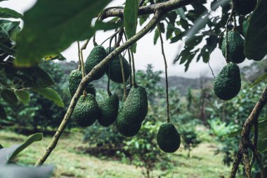 Avokado, Avokado 'nun yeşil bahçesindeki bir ağaçtan.