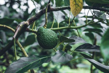 Avokado, Avokado 'nun yeşil bahçesindeki bir ağaçtan.