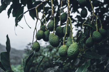 Avokado, Avokado 'nun yeşil bahçesindeki bir ağaçtan.