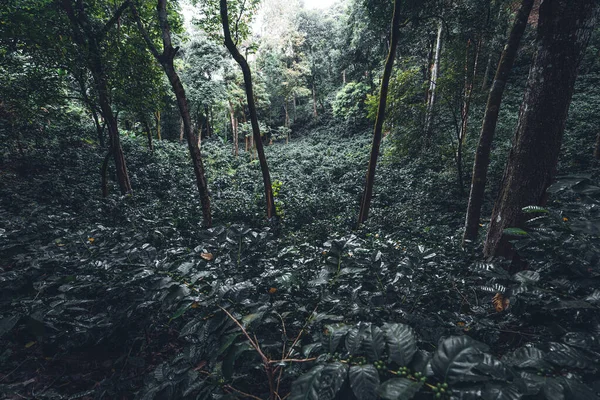 Arabica Káva Plantáž Pod Velkým Stromem Asii Tmavě Zelená Káva — Stock fotografie