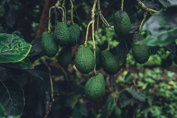 Avocado from a tree in a green garden Avocado on the farm