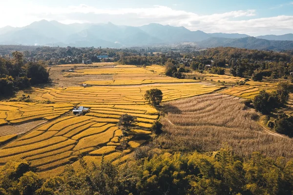 Golden Rice Fields Evening Form Harvested Rice Fields — Stock Photo, Image