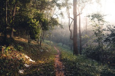 Sabah orman güneşi, yeşil ve sisli. Orman girişi