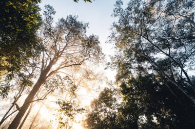 Sabah orman güneşi, yeşil ve sisli. Orman girişi