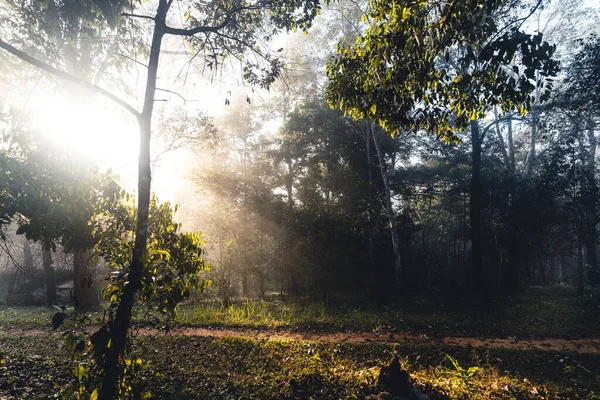 Forest sunlight in the morning, green and fog. Forest entrance