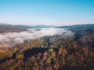 Ormanda sabah ışığı tepeden