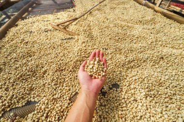 Kirazlı kahve çekirdekleri, sarı kahve olgunlaşmış kuru kahve.