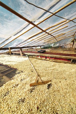 Kirazlı kahve çekirdekleri, sarı kahve olgunlaşmış kuru kahve.