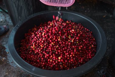 Kirazlı kahve çekirdekleri, sarı kahve olgunlaşmış kuru kahve.