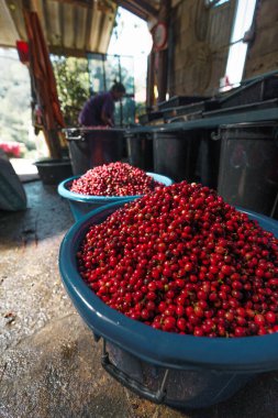 Kirazlı kahve çekirdekleri, sarı kahve olgunlaşmış kuru kahve.