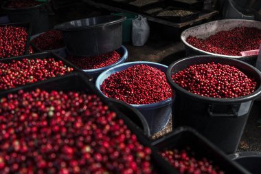 Kirazlı kahve çekirdekleri, sarı kahve olgunlaşmış kuru kahve.