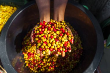Kirazlı kahve çekirdekleri, sarı kahve olgunlaşmış kuru kahve.