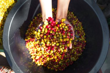 Kirazlı kahve çekirdekleri, sarı kahve olgunlaşmış kuru kahve.