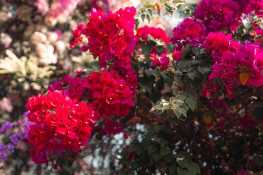 Çiçek açan kırmızı çiçek doğada ilkbaharda açar.