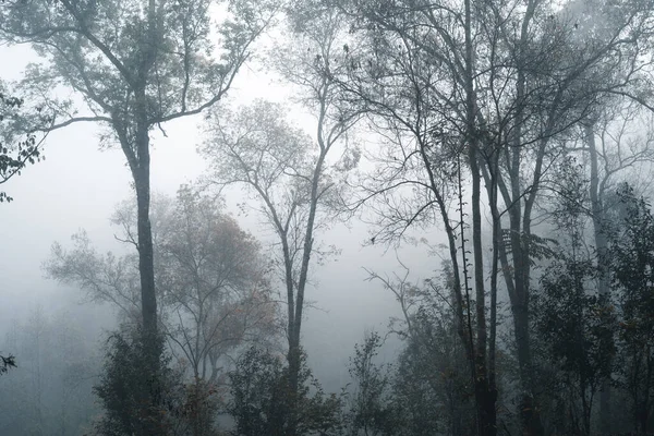 Brouillard Dans Forêt Les Arbres Brume Des Montagnes Matin — Photo