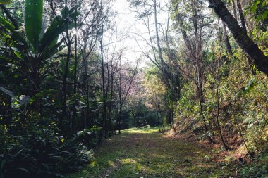 Bahar günü, Pembe çiçekler ormanda Parlak gökyüzüne karşı