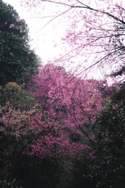Bahar günü, Pembe çiçekler ormanda Parlak gökyüzüne karşı