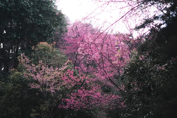 Ανοιξιάτικη Μέρα Ροζ Λουλούδια Στο Δάσος Ενάντια Έναν Φωτεινό Ουρανό — Φωτογραφία Αρχείου