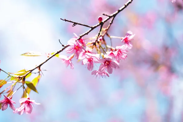Dzień Wiosny Różowe Kwiaty Lesie Przeciwko Jasnemu Niebu — Zdjęcie stockowe
