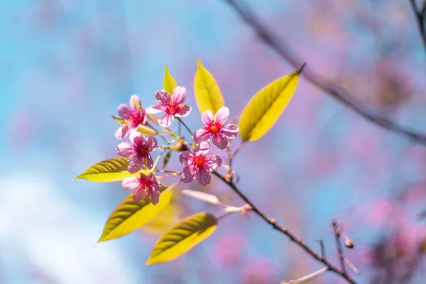 Spring Day Pink Flowers Forest Bright Sky — Stock Photo, Image