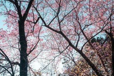 Ormandaki kiraz ağacının bahar çiçekleri.