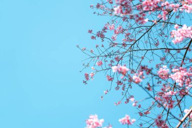 Ormandaki kiraz ağacının bahar çiçekleri.